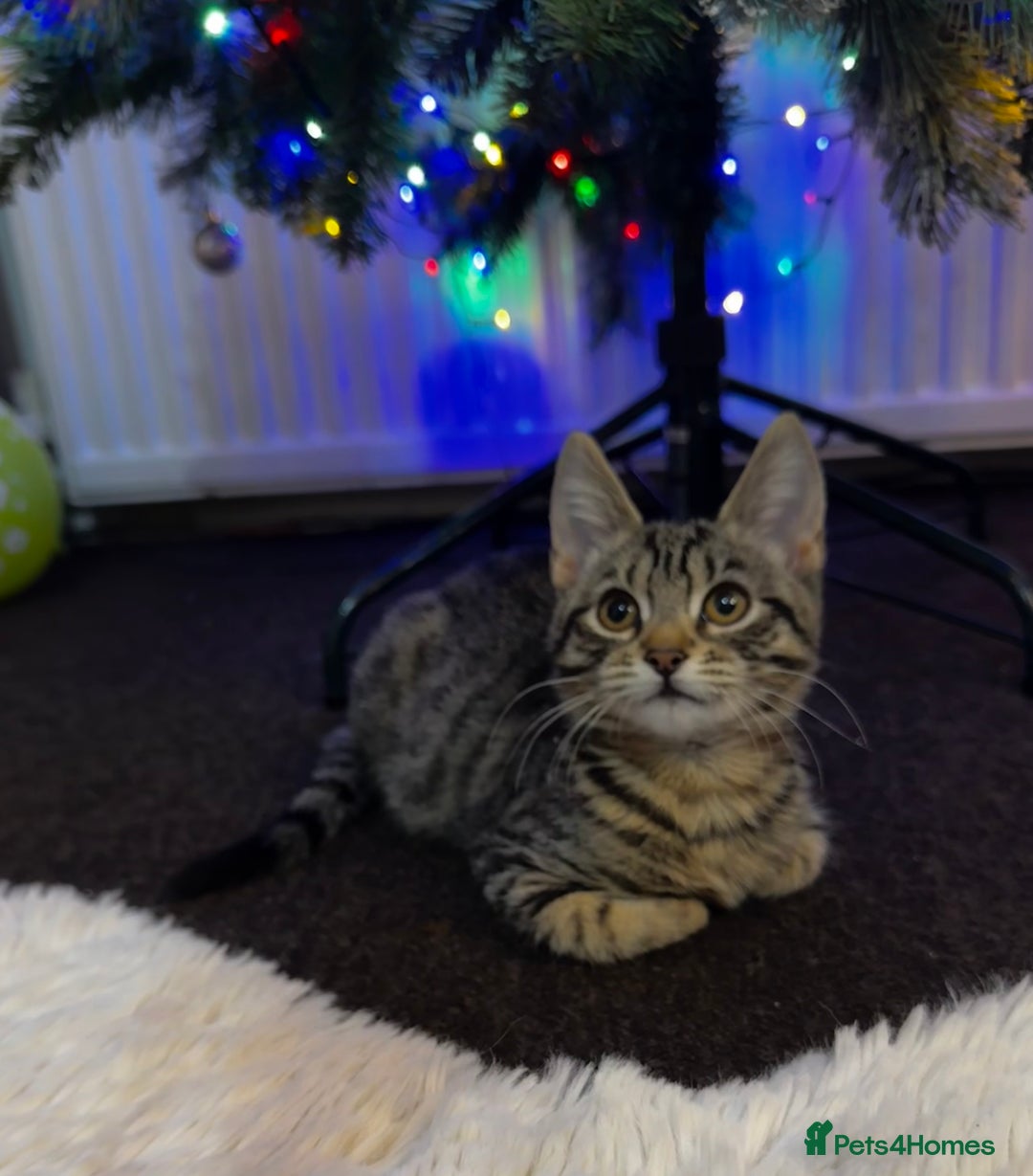 Mixed Breed cats for sale: Tabby 4 M kitten female - Advert 2