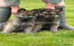 German Shepherd dogs for sale: Reduced kc reg German shepherd pup carry Isabella  - Image 1