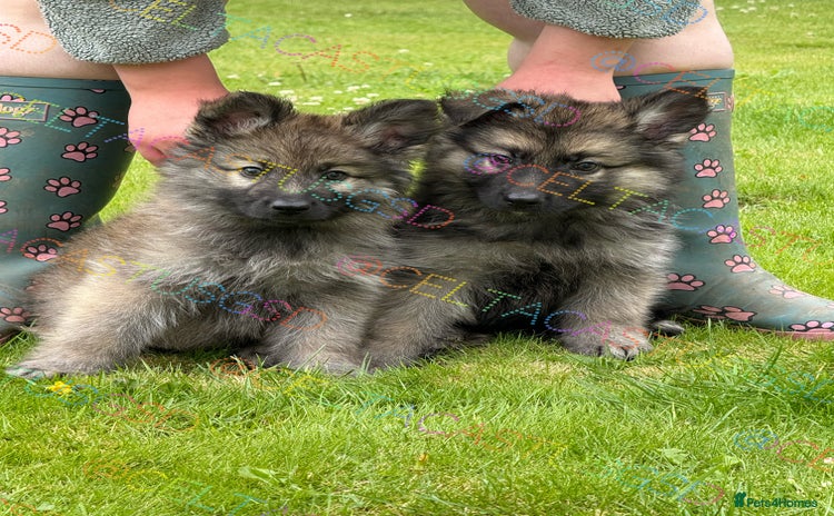 German Shepherd dogs - Advert 3