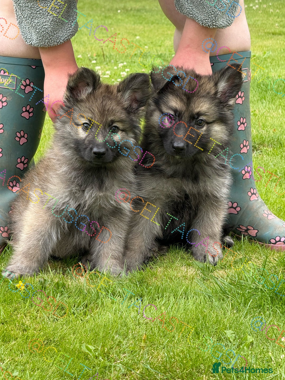 German Shepherd dogs for sale: Reduced kc reg German shepherd pup carry Isabella  - Image 1