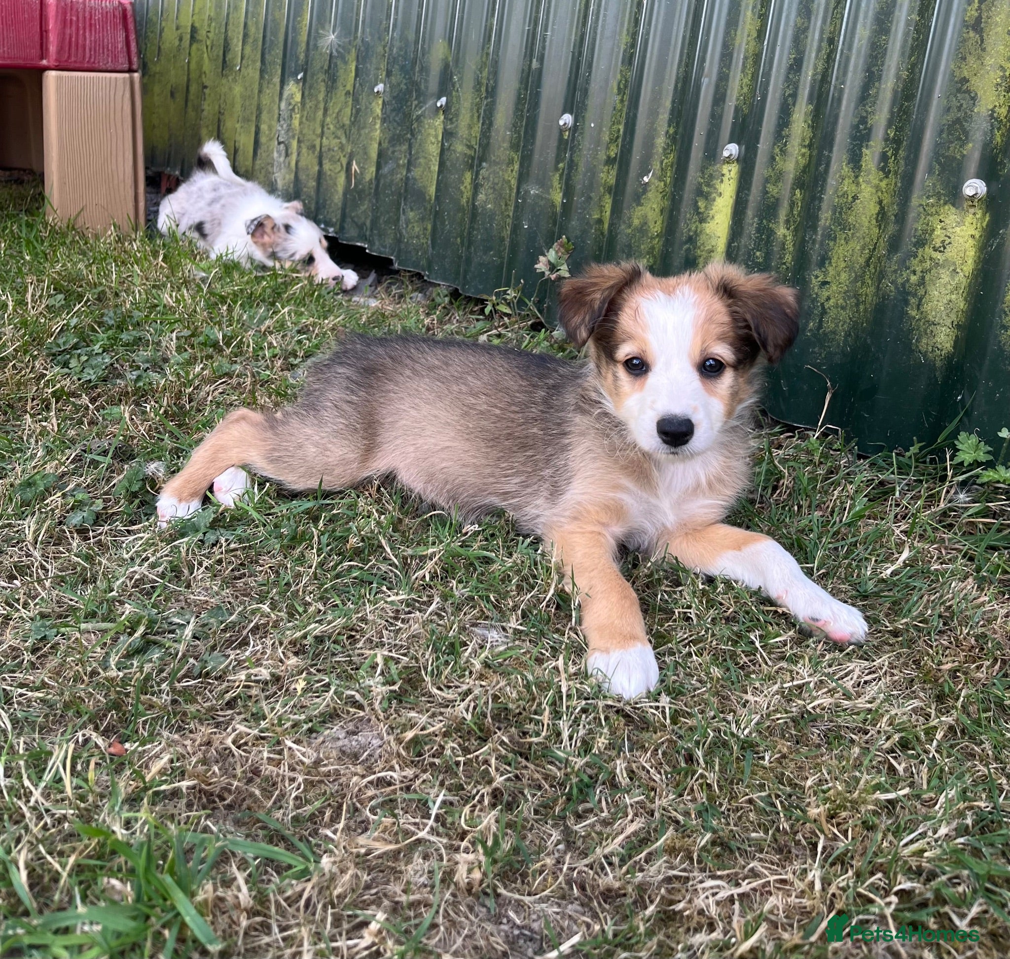 Border Collie dogs READY NOW 🌟 - Advert 1
