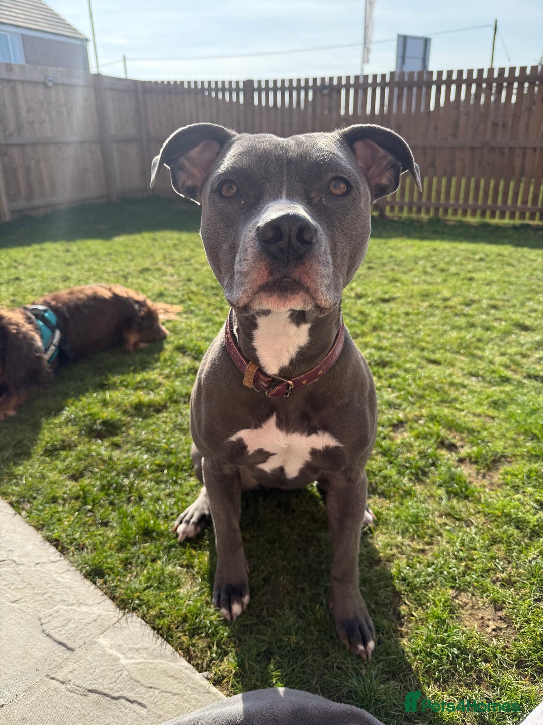 Staffordshire Bull Terrier dogs for sale: Rehoming, please read below. - Advert 18