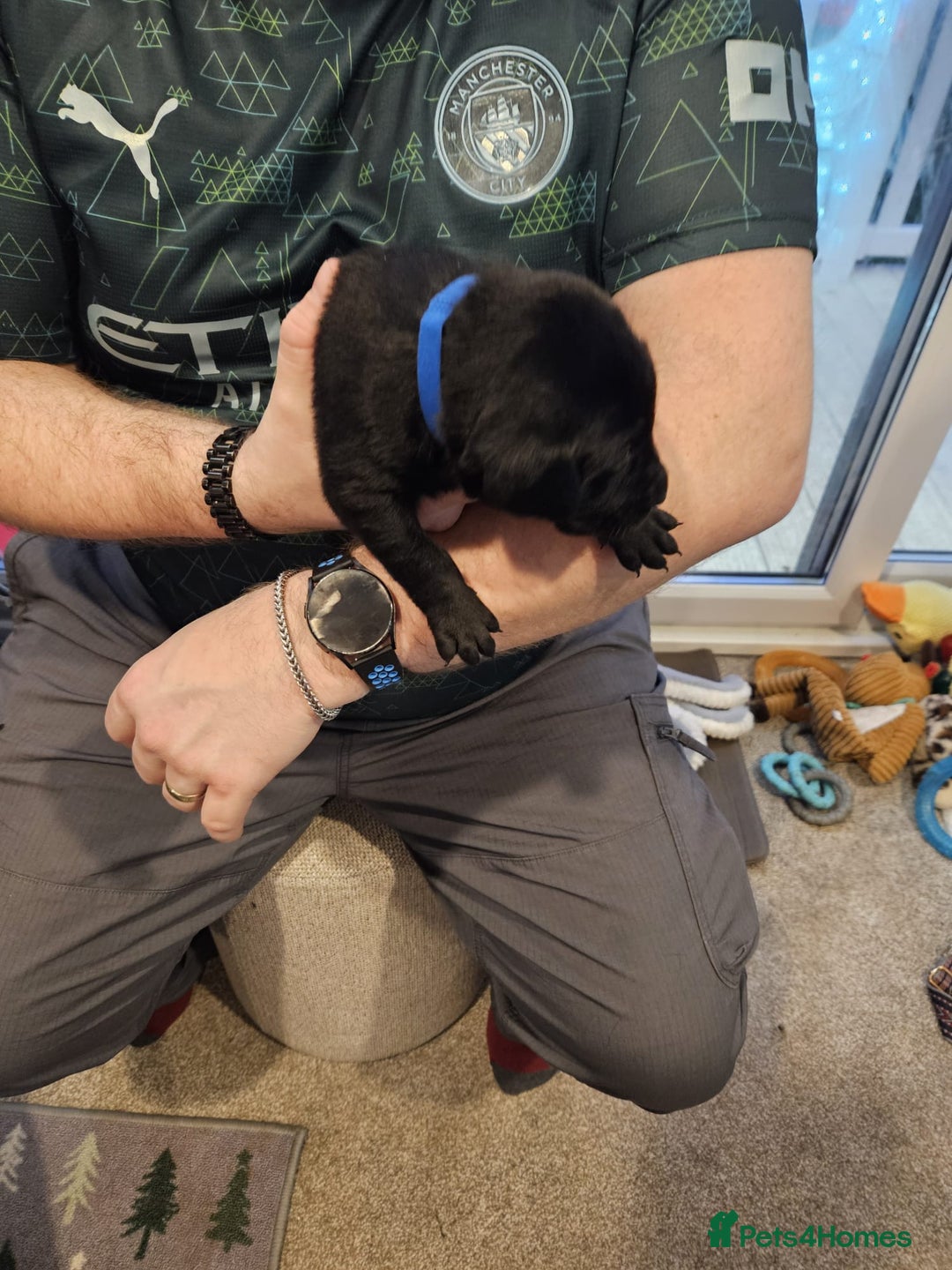 Labrador Retriever dogs for sale: Beautiful Labrador puppies for sale - Advert 6