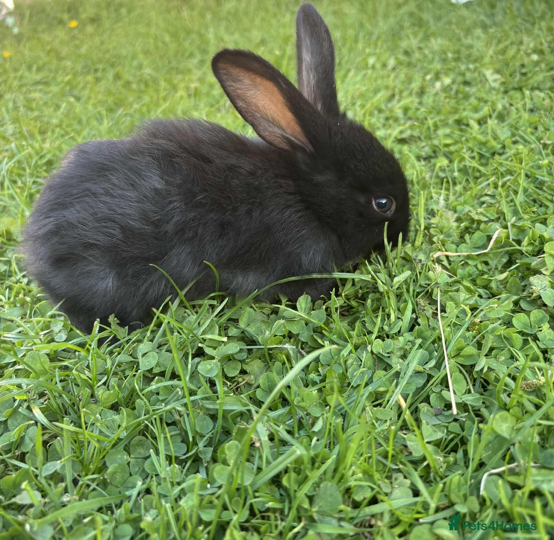 Continental Giant rabbits for sale: Baby Rabbits  - Image 13