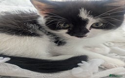 Mixed Breed cats for sale: Ready to leave kittens - Image 4