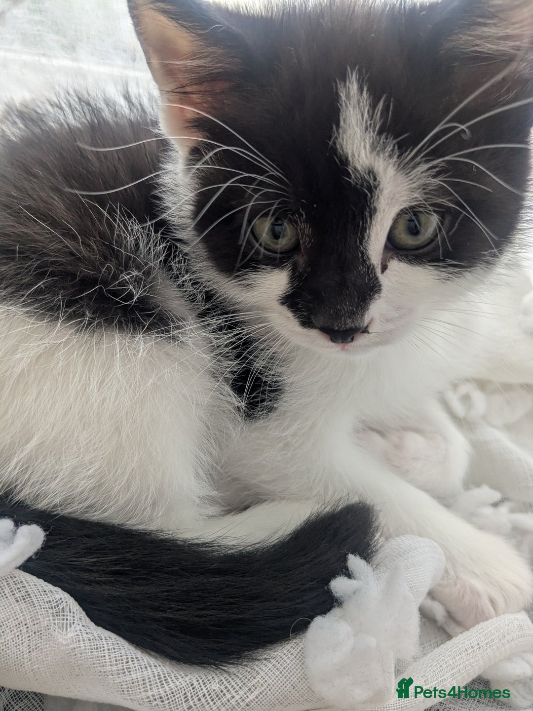 Mixed Breed cats for sale: Ready to leave kittens - Image 4