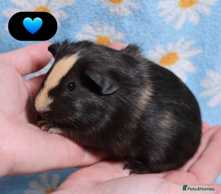 Guinea Pig rodents Beautiful guinea pigs - Advert 1