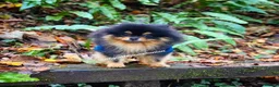Pomeranian dogs for stud: Stunning proven KC black and tan pom stud in Ebbw Vale - Advert 1