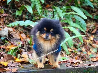 Pomeranian dogs Stunning proven KC black and tan pom stud in Ebbw Vale - Advert 8