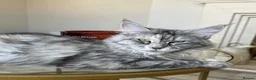 Maine Coon cats for sale: Beautiful Maine coon kittens  - Advert 6