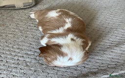 Cavalier King Charles Spaniel dogs for sale: Male and female available  - Advert 5