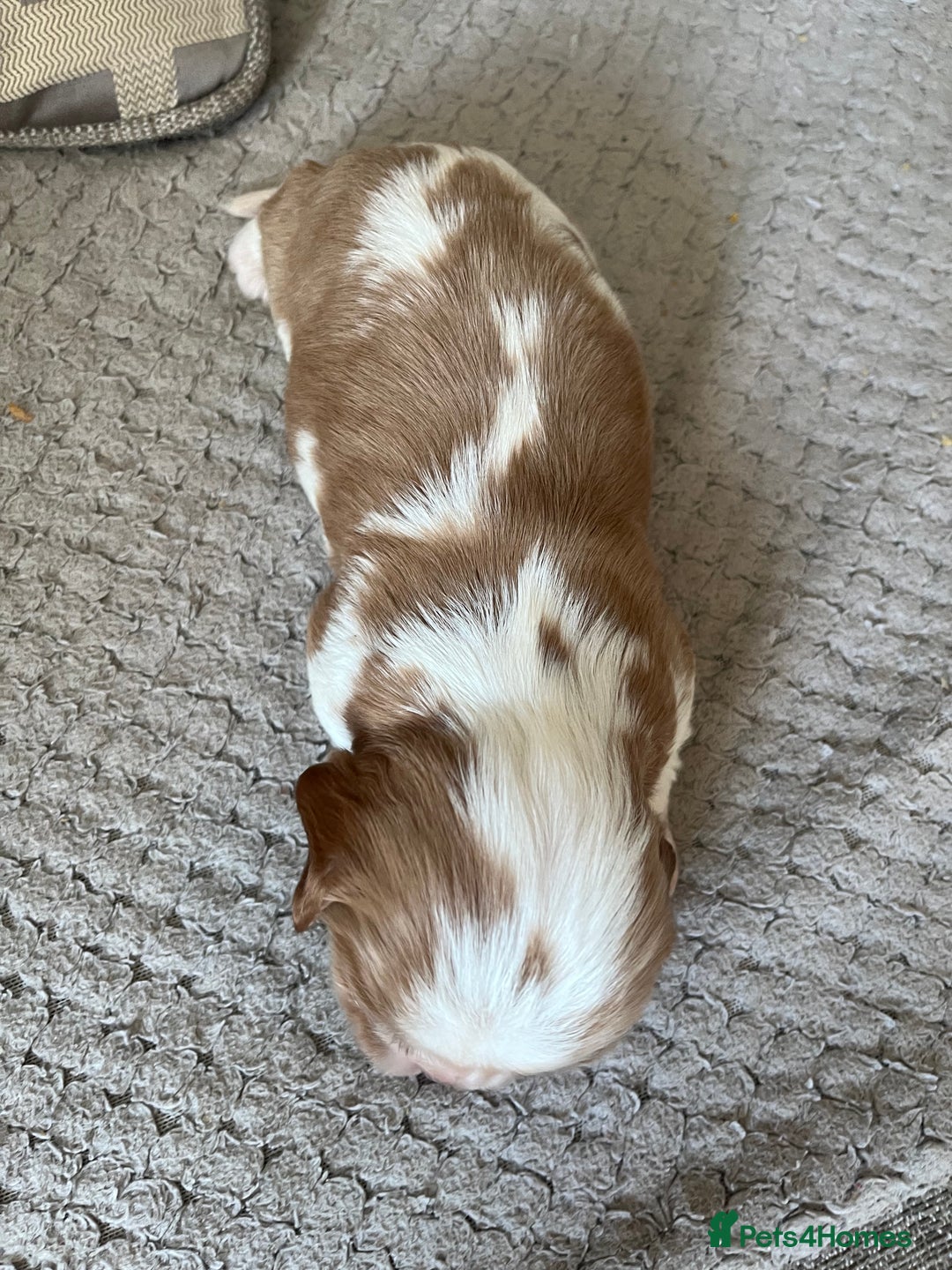 Cavalier King Charles Spaniel dogs for sale: Male and female available  - Advert 5