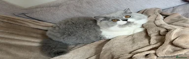 British Longhair 