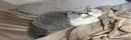 British Longhair cats for sale: Gorgeous British Longhair Boy - Advert 2