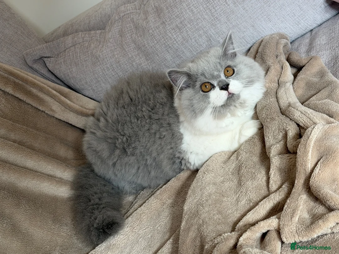 British Longhair cats for sale: Gorgeous British Longhair Boy - Advert 2