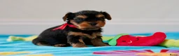 Yorkshire Terrier dogs for sale: Top Quality KC Reg Yorkshire Terrier Puppies - Advert 4