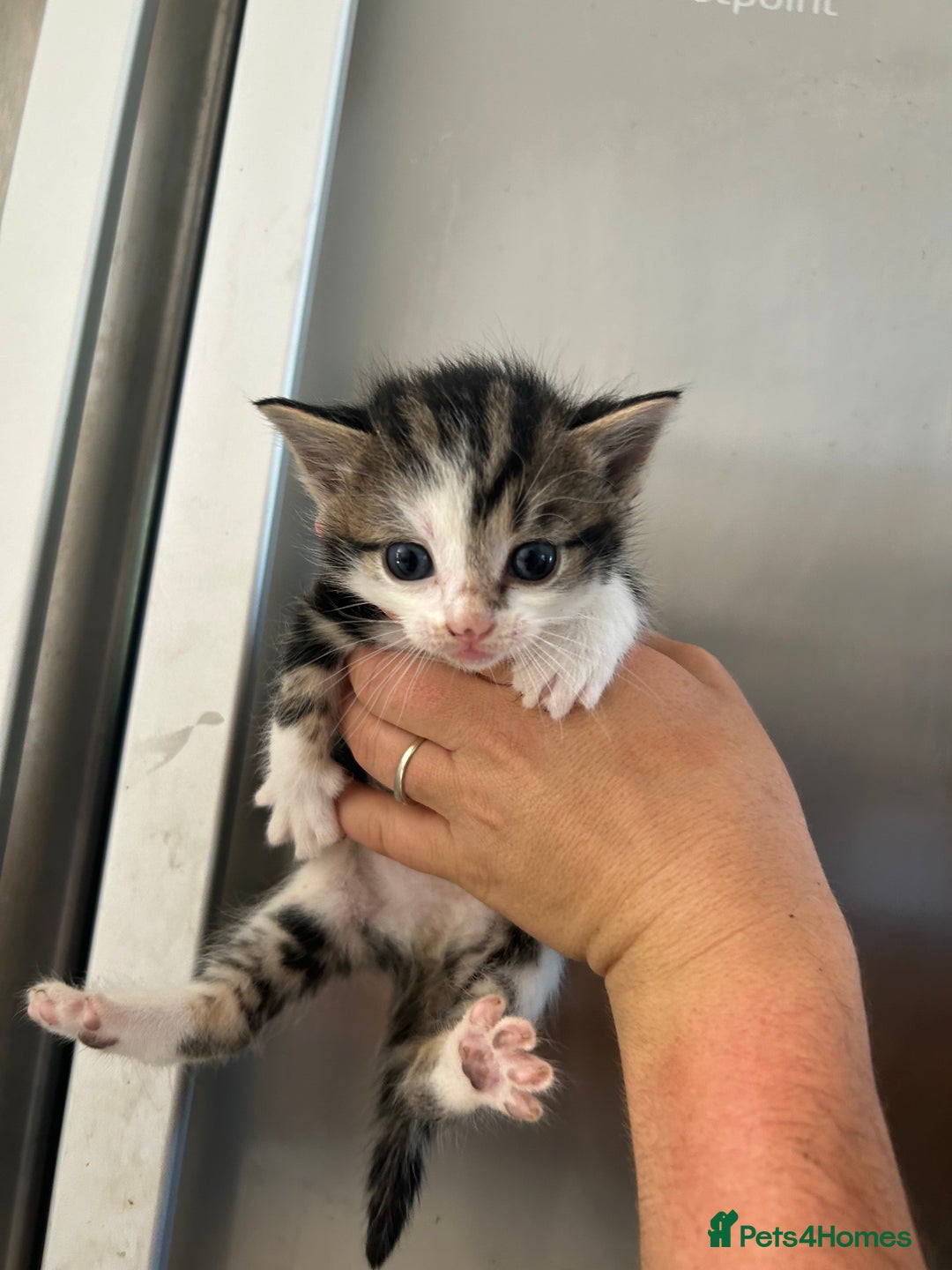 Mixed Breed cats for sale: Beautiful kittens - Image 6