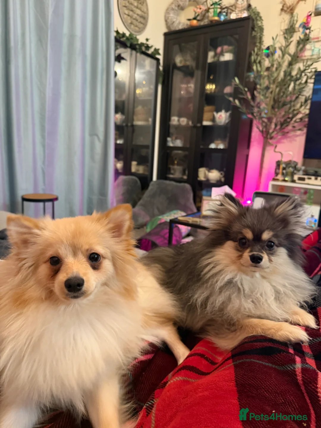 German Spitz dogs for sale: Two dogs in Isleworth - Advert 1