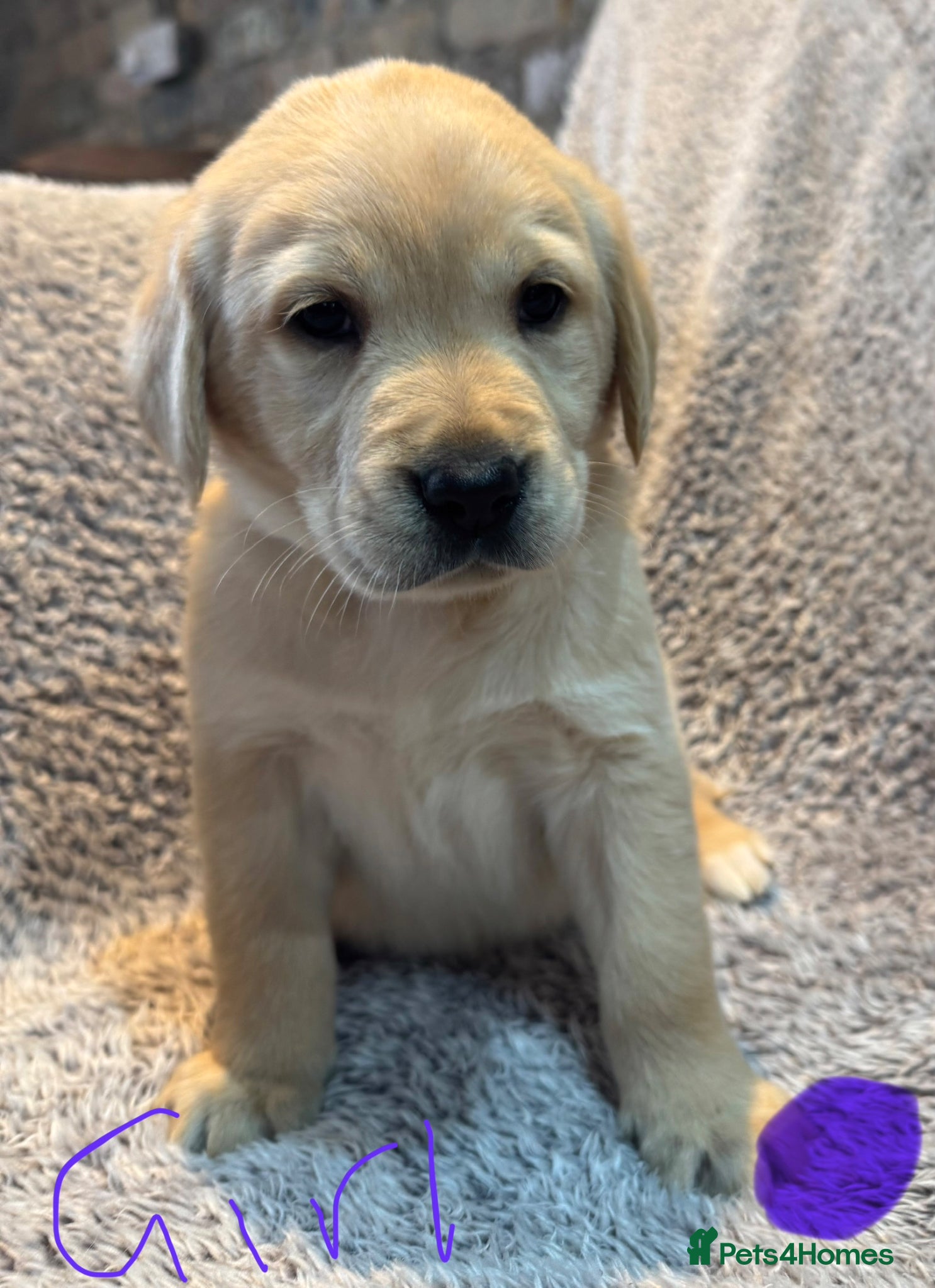 Goldador dogs Goldador pups ready to go  - Advert 1