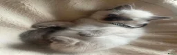 Ragdoll cats for sale: Ragdoll males for sale - Advert 7