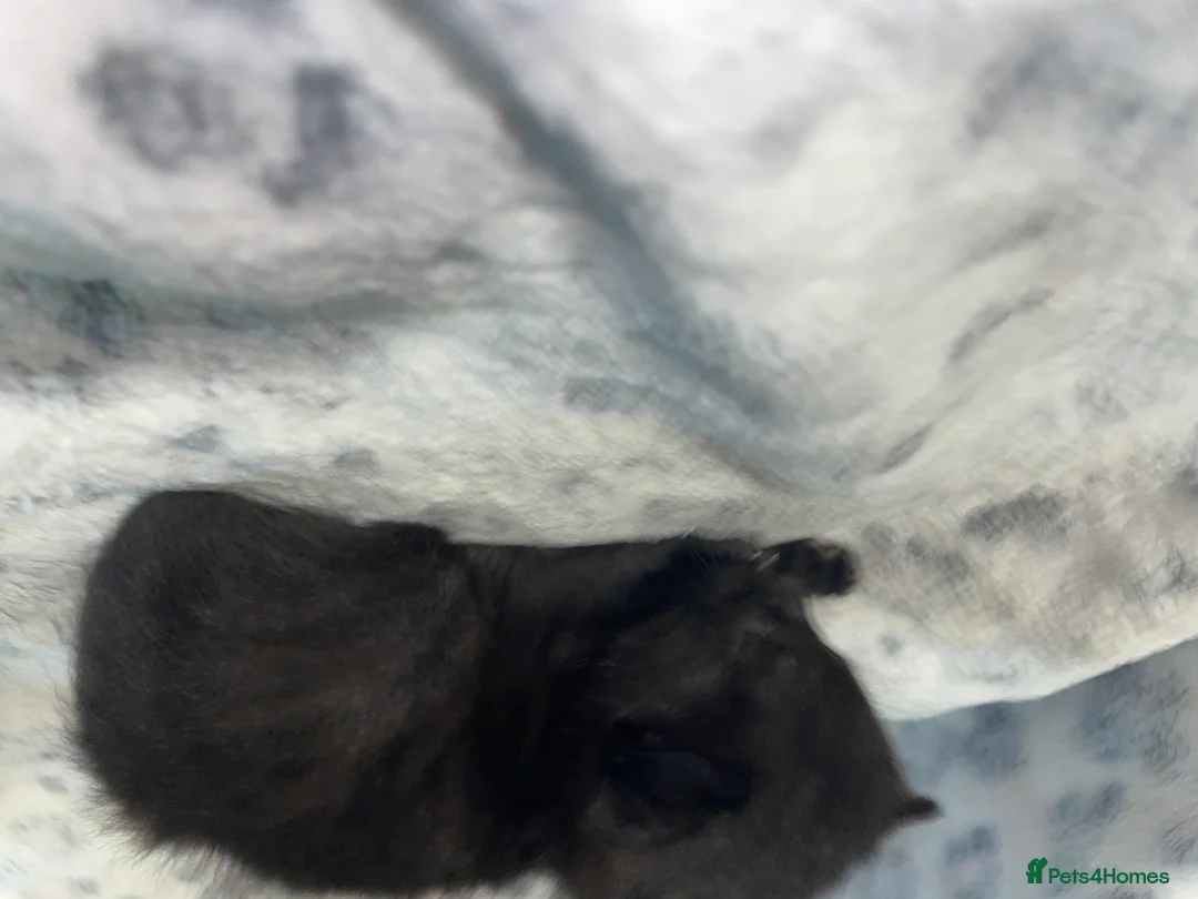 Mixed Breed cats for sale: Beautiful black kitten - Advert 19