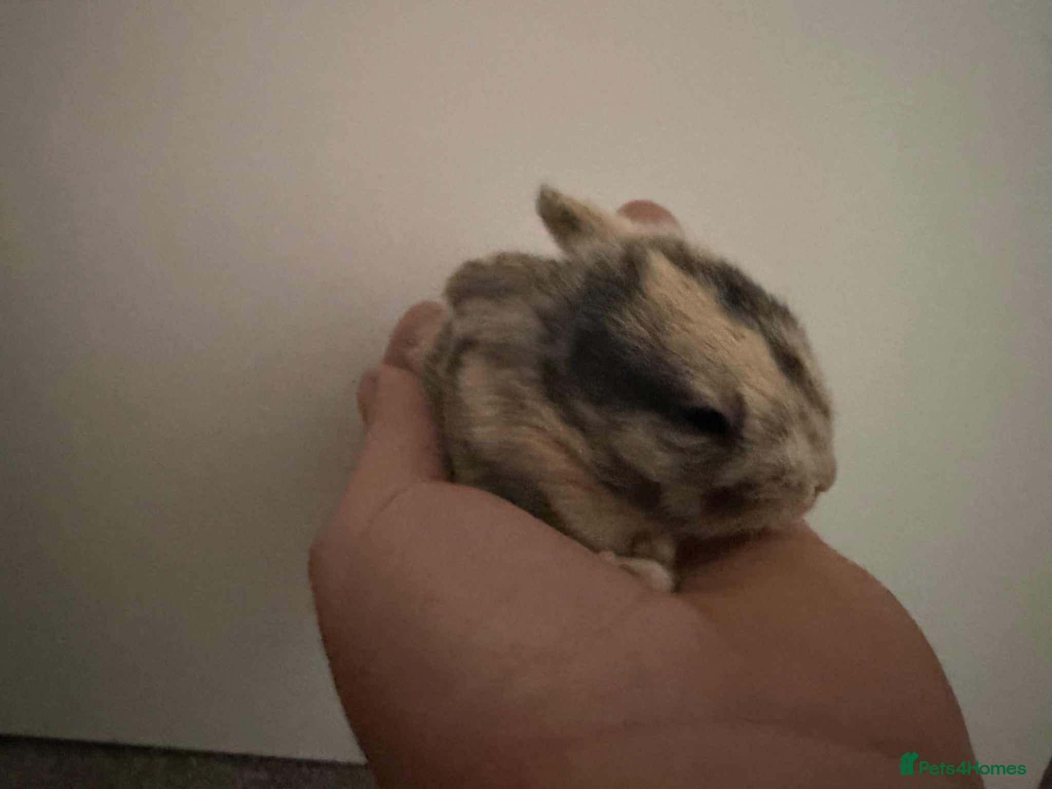 Mini Lop rabbits MINI LOPS READY TO RESERVE  - Advert 1