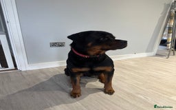 Rottweiler dogs for sale: 2 year old Rottie - Image 4