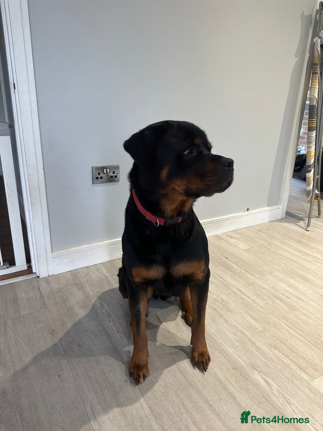 Rottweiler dogs for sale: 2 year old Rottie - Image 4