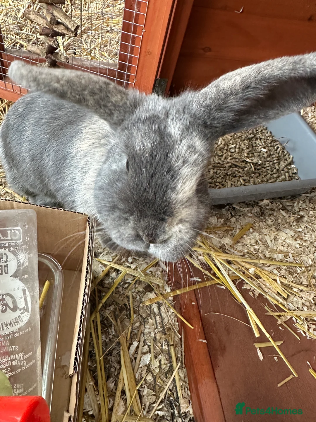 Mini Lop rabbits for sale: 2 female bonded mini lops for sale  - Advert 26