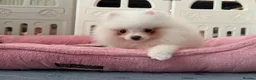 Pomeranian dogs for sale: Tiny White snow Pomeranian Puppies  - Advert 17
