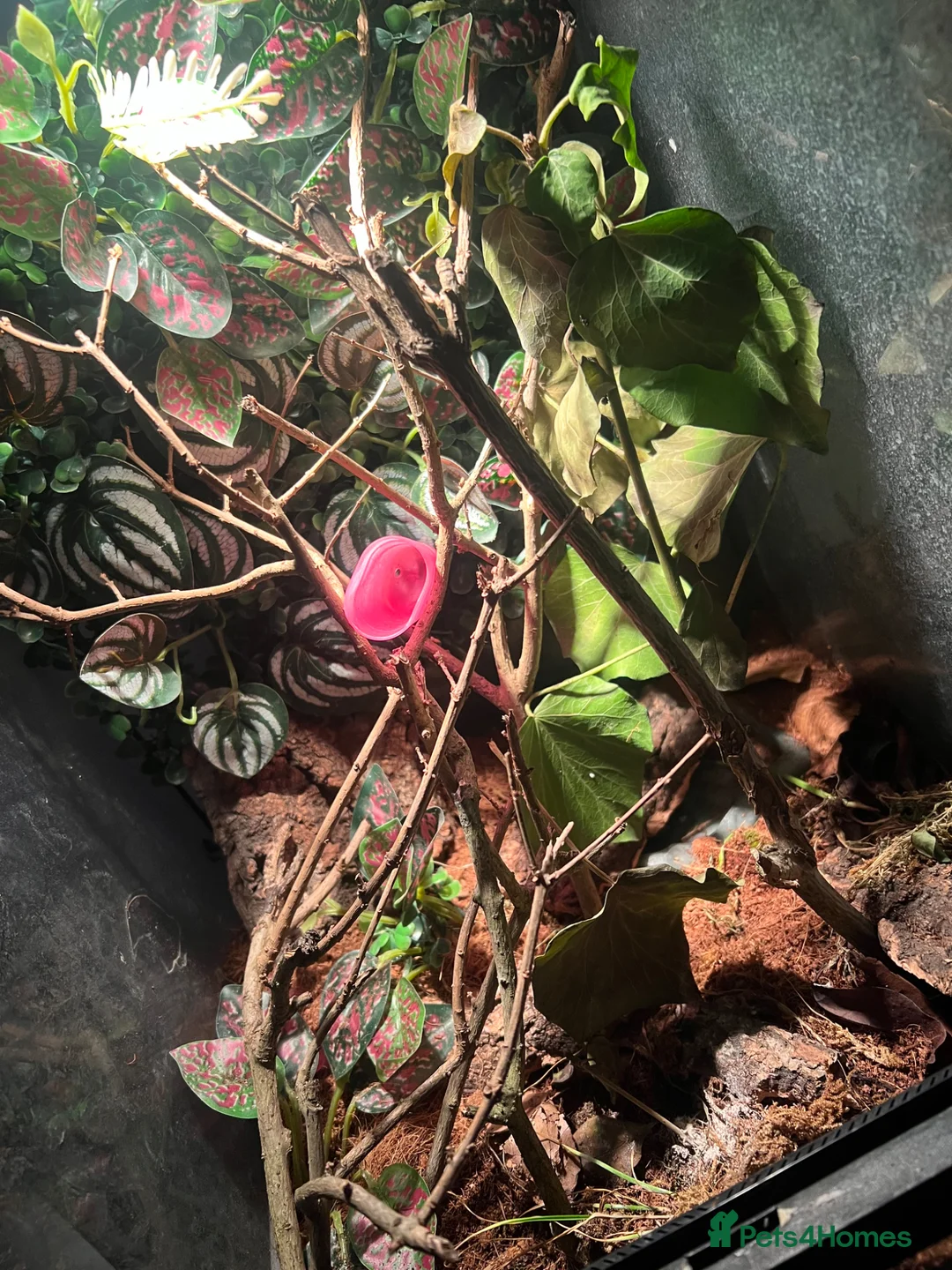 Mixed Breed reptiles for sale: mourning gecko dart frog and gecko egg full setup - Advert 2