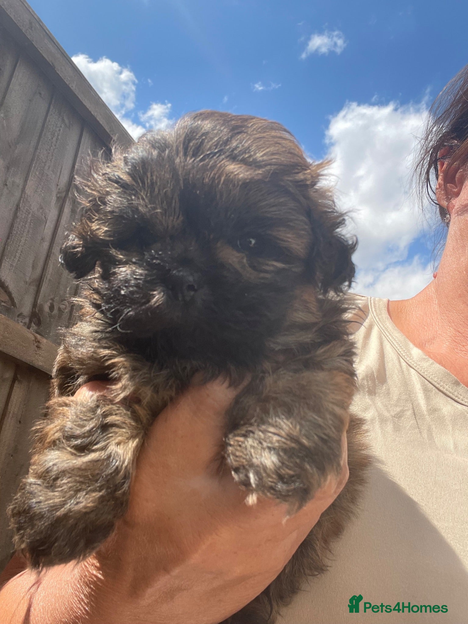 Shih Tzu dogs Shih Tzu boy - Advert 3