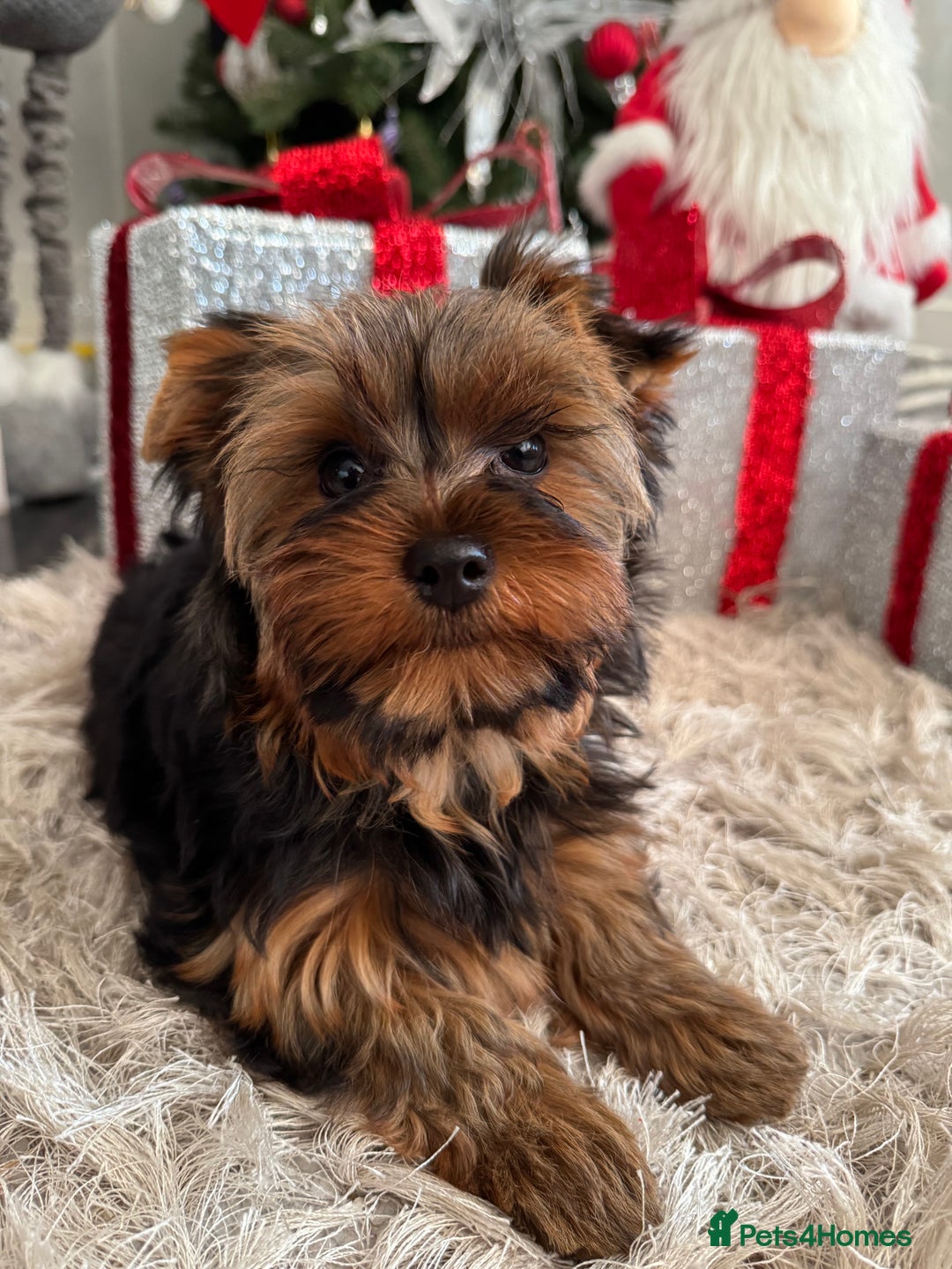 Yorkshire Terrier dogs for sale: Beautiful Pedigree Yorkshire Terrier puppies. - Advert 3