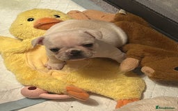 French Bulldog dogs for sale: Beautiful French Bulldog Puppies - Image 3