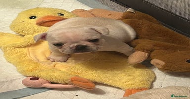 French Bulldog dogs - Advert 2