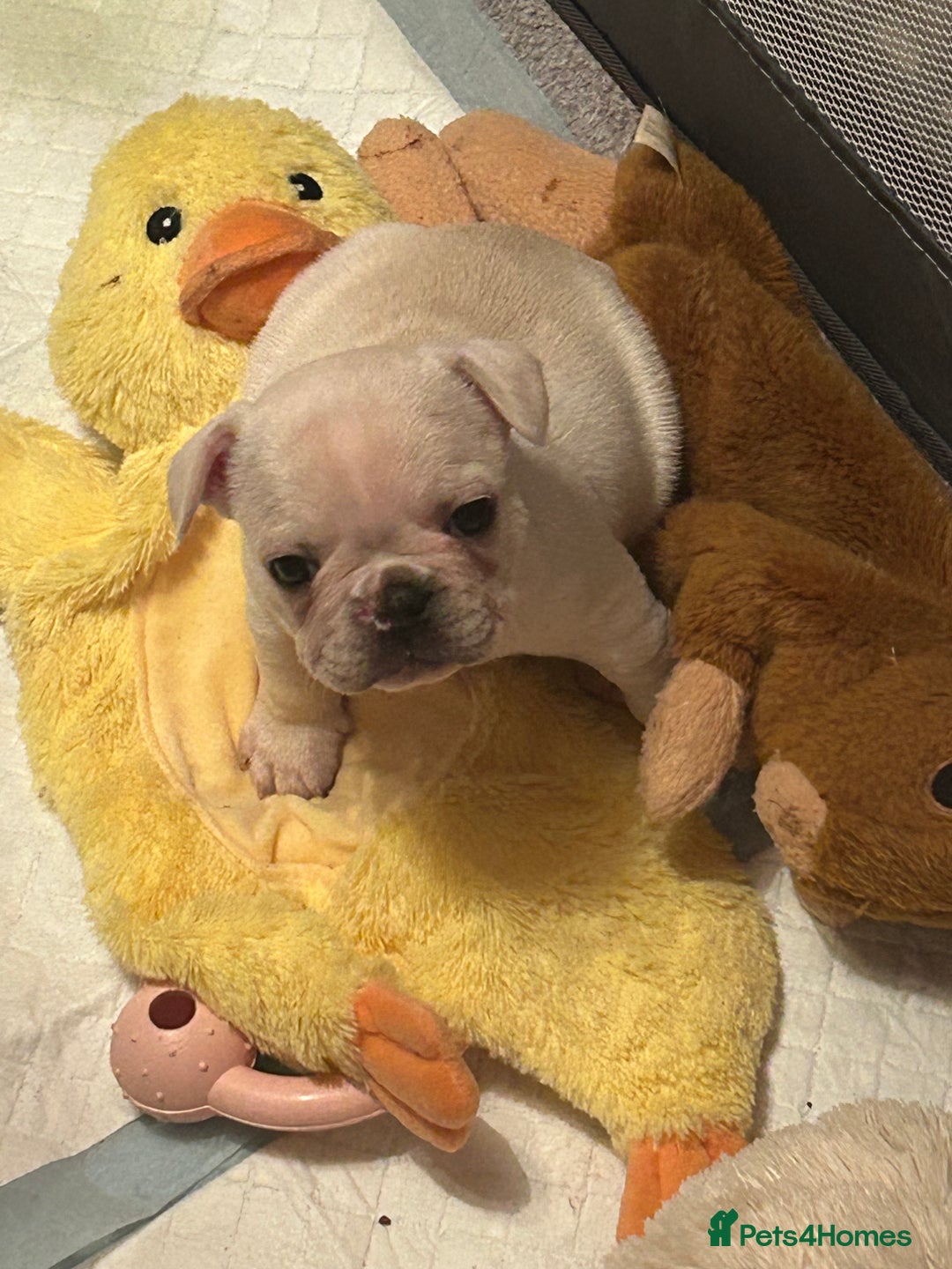 French Bulldog dogs for sale: Beautiful French Bulldog Puppies - Image 3