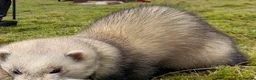 Ferret rodents for sale: Ferret kits  in Tadcaster - Advert 2