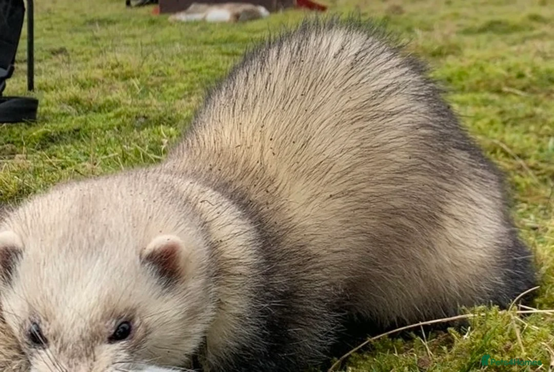 Ferret rodents for sale: Ferret kits  in Tadcaster - Advert 2
