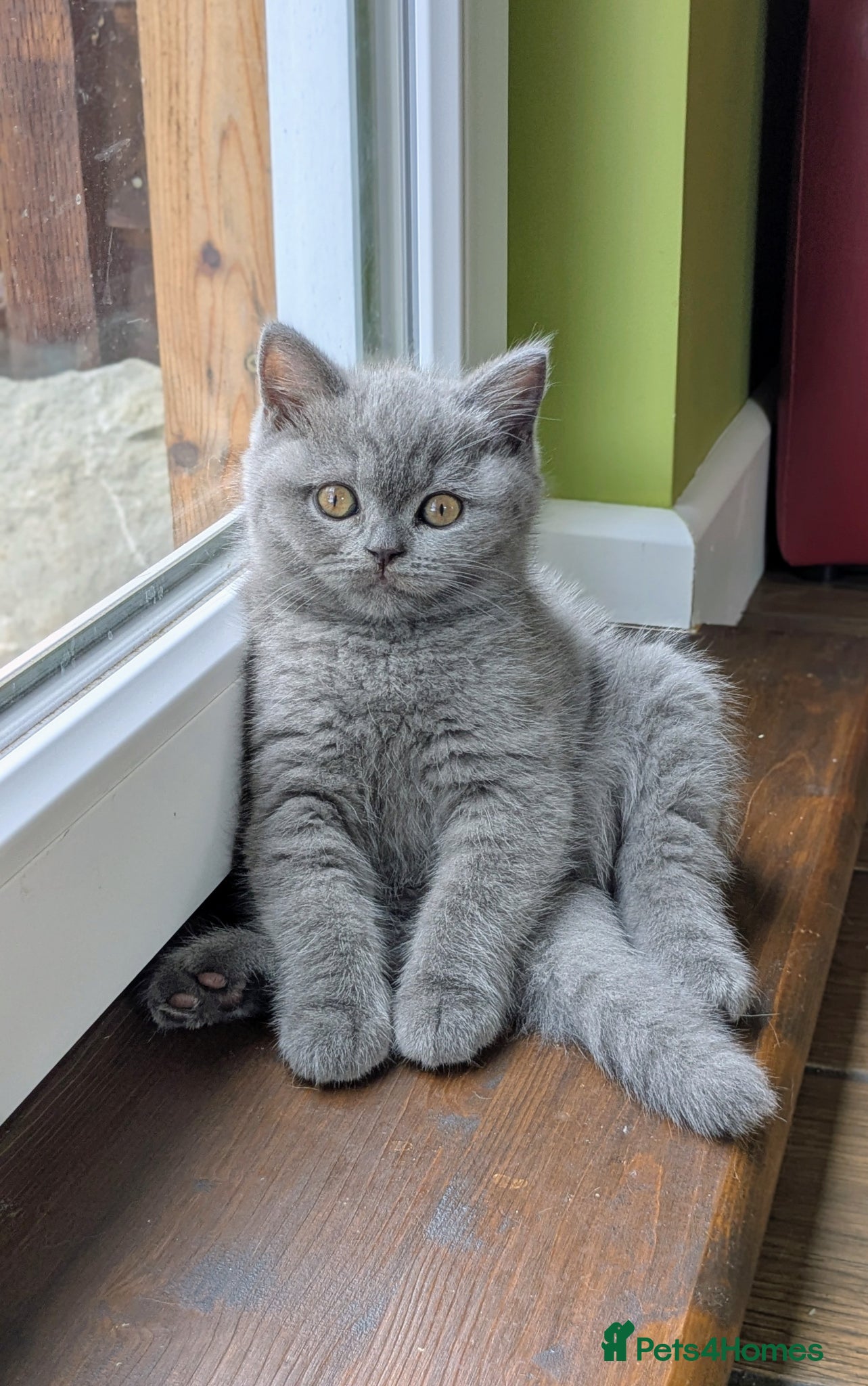 Scottish Fold cats Beautiful pedigree Scottish Straight kittens  - Advert 2