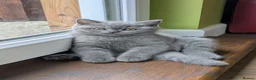Scottish Fold cats for sale: Beautiful pedigree Scottish Straight kittens  - Advert 2