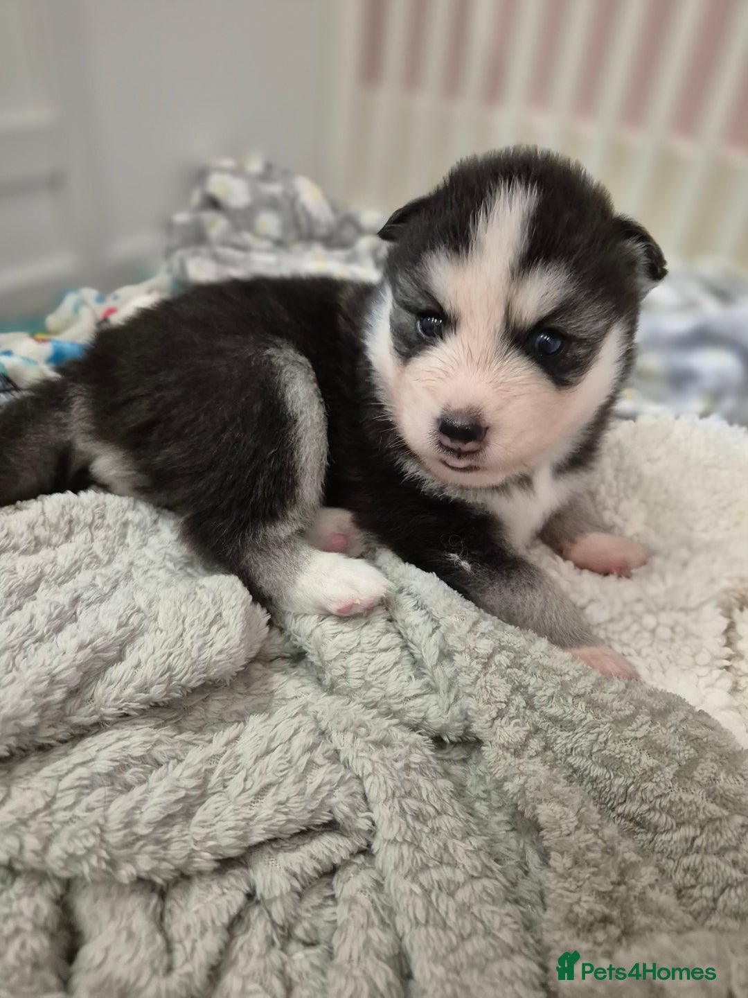 Pomsky dogs for sale: The perfect Blue eyed pomskys  - Advert 3