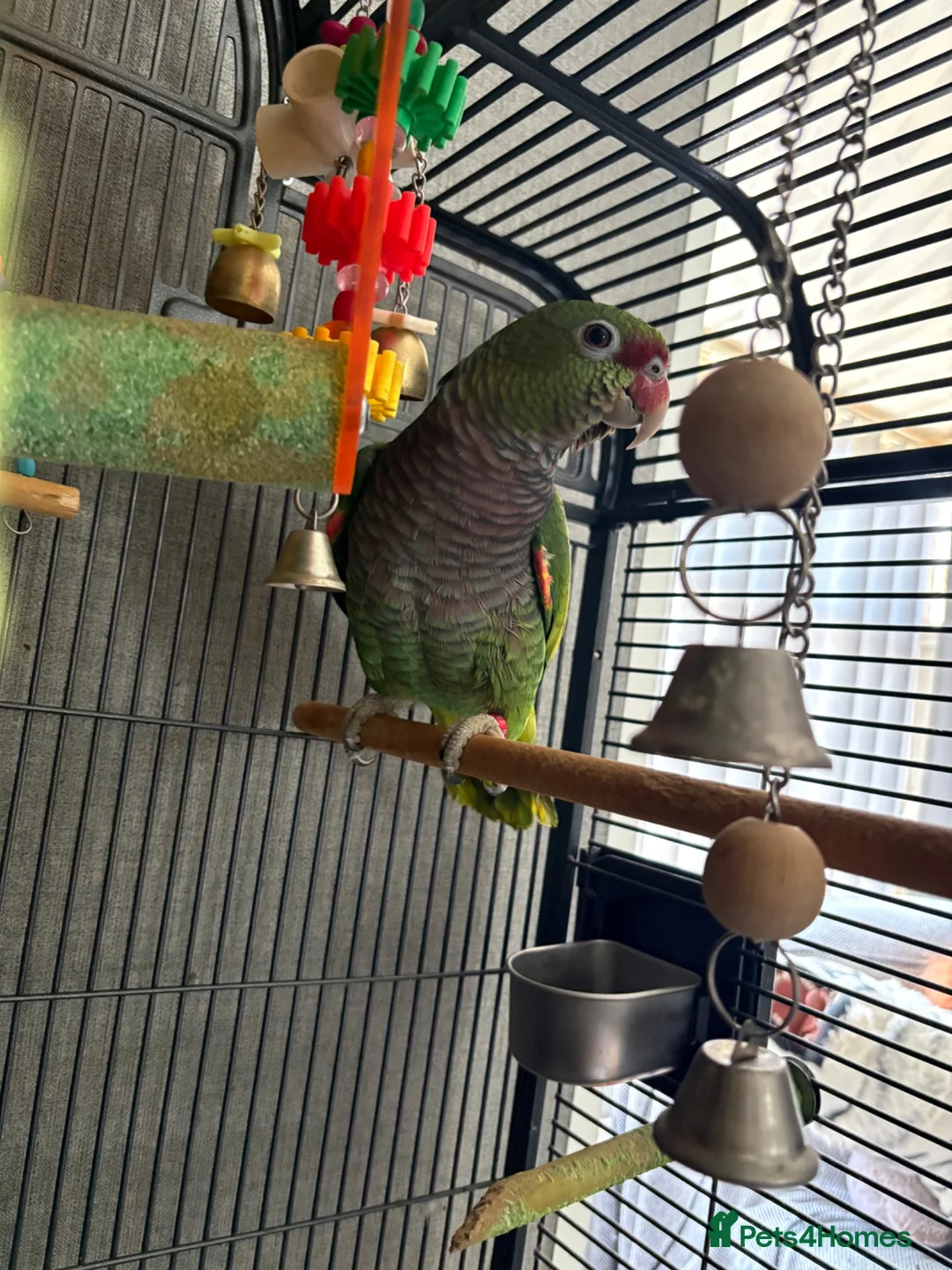 Parrots birds for sale: Vinaceous Amazon parrot in Manchester - Advert 5