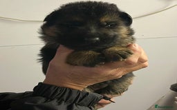 German Shepherd dogs for sale: Litter of puppies with a World Class Pedigree  - Advert 33