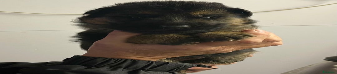 German Shepherd Puppy 1