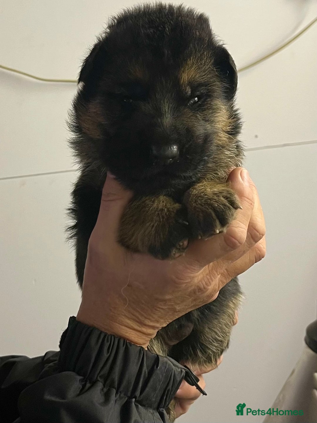 German Shepherd dogs for sale: Litter of puppies with a World Class Pedigree  - Advert 33