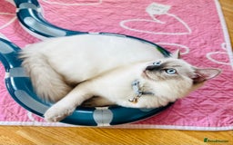 Ragdoll cats for sale: SILKY ADORABLE RAGDOLL KITTEN CHAMPIONLINE - Image 11