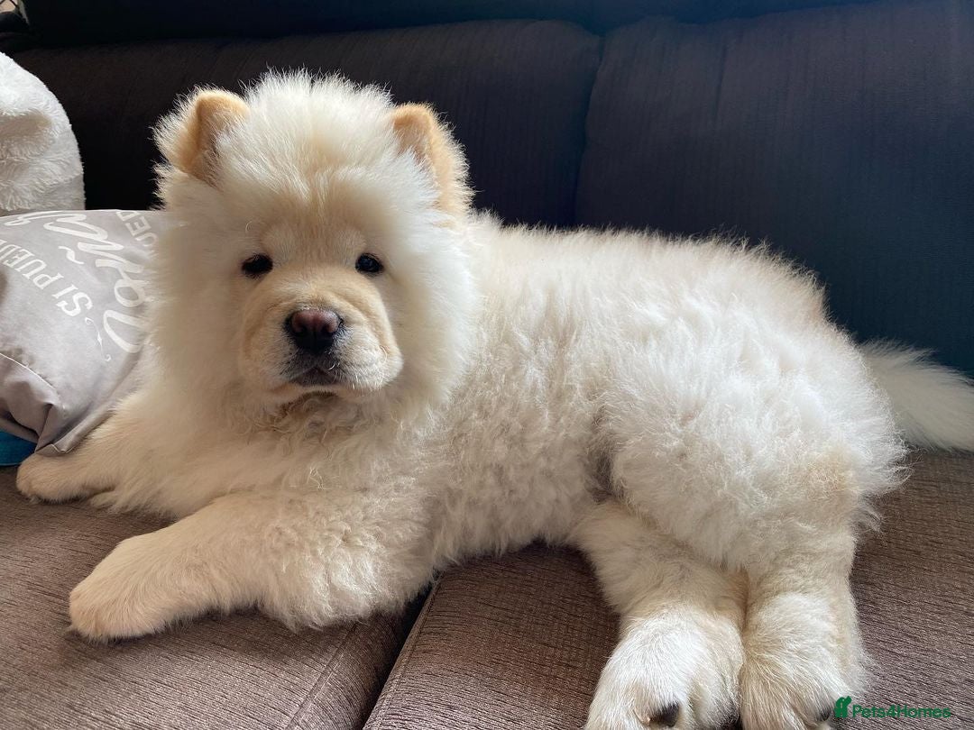 Chow Chow dogs for sale: Adorable Chow Chow Puppy For Rehome - Advert 3