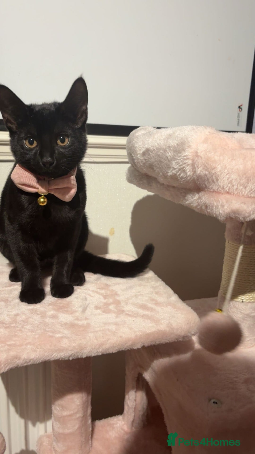 Domestic Shorthair cats Olive  - Advert 2