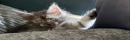 Maine Coon cats for sale: TICA registered large Maine Coon kittens - Advert 8