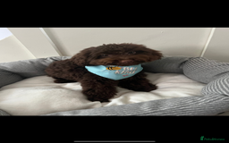 Toy Poodle dogs for sale: Male toy poodle  - Image 2